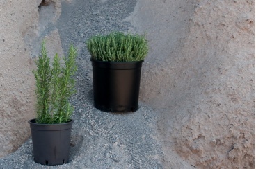 greenhouse4847 368 244 368 244