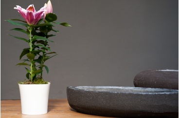 interior_pots3417 368 244 368 244