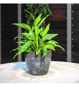 Linea flowerbowls natura