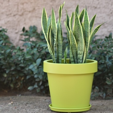 iris6073 368 368 368 368