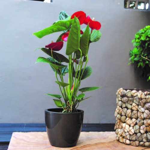 Linea flowerbowls gloss